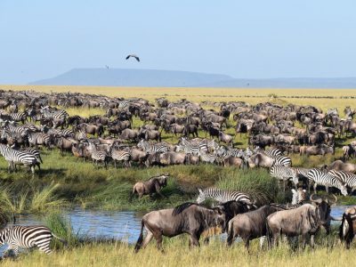 Massive herd of wildebeest during the Great Migration grazing near a watering hole in the Serengeti, Tanzania.