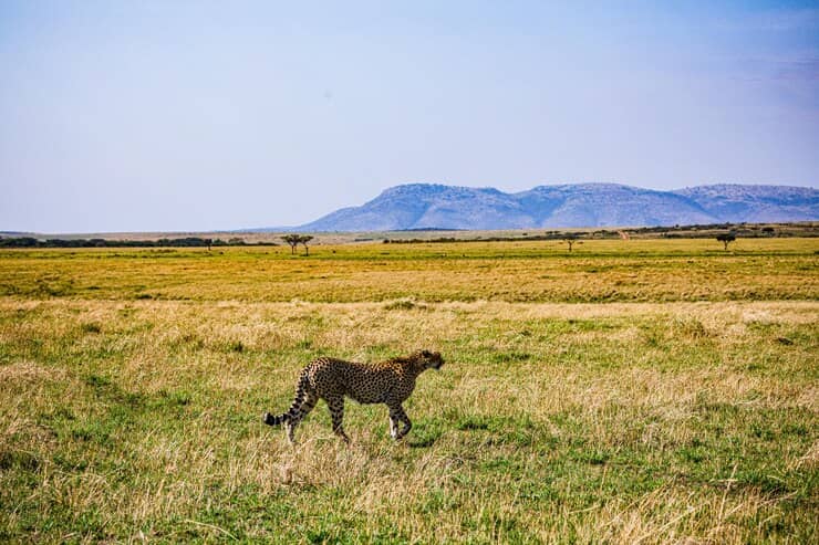 Best Time to Visit Serengeti for Big 5 Sightings