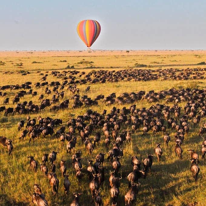 Multiple hot air balloons soaring over a massive herd of wildebeest during the Great Migration in the Serengeti, Tanzania.