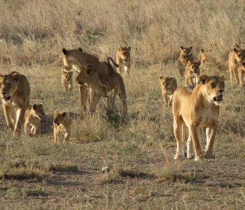 A pride of lions walking through the golden tall grass of the Serengeti savannah in Tanzania.