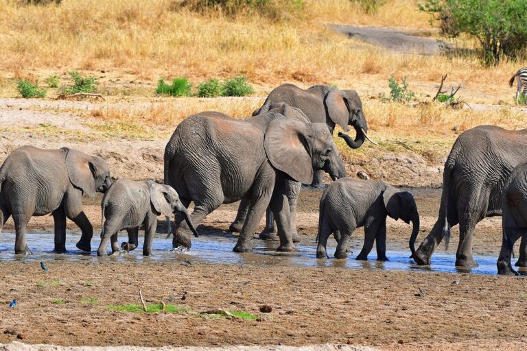 Climate Change Impacts on Tanzania Wildlife